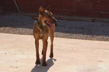 DORAIMON, Hund, Malinois-Podenco-Mix in Spanien - Bild 10