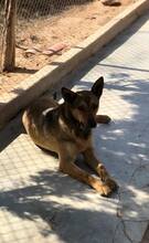 DORAIMON, Hund, Malinois-Podenco-Mix in Spanien - Bild 9