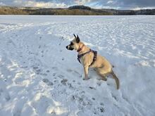 RAMI, Hund, Mischlingshund in Holzhausen - Bild 3