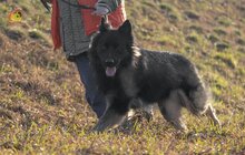 WEPPER, Hund, Deutscher Schäferhund-Mix in München - Bild 5