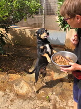 JASPER, Hund, Mischlingshund in Spanien - Bild 2