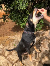 JASPER, Hund, Mischlingshund in Spanien - Bild 3