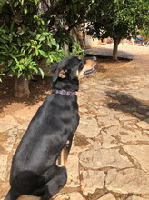 JASPER, Hund, Mischlingshund in Spanien - Bild 4