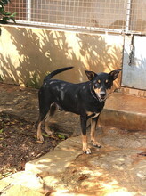 JASPER, Hund, Mischlingshund in Spanien - Bild 5