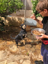 JASPER, Hund, Mischlingshund in Spanien - Bild 6