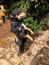 JASPER, Hund, Mischlingshund in Spanien - Bild 7