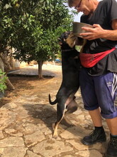 JASPER, Hund, Mischlingshund in Spanien - Bild 8