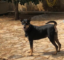 JASPER, Hund, Mischlingshund in Spanien - Bild 9