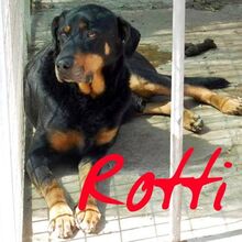 ROTTINO, Hund, Rottweiler-Mix in Italien - Bild 2