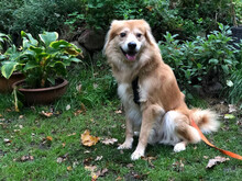 MARIO, Hund, Mischlingshund in St. Georgen - Bild 1