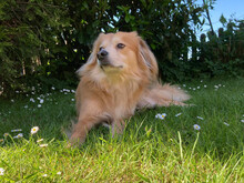 MARIO, Hund, Mischlingshund in St. Georgen - Bild 3