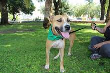 BAHIA, Hund, Pit Bull Terrier-Mix in Spanien - Bild 1