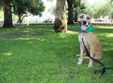 BAHIA, Hund, Pit Bull Terrier-Mix in Spanien - Bild 2