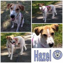 HAZEL, Hund, Mischlingshund in Ribnitz-Damgarten - Bild 1
