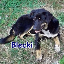 BLECKI, Hund, Mischlingshund in Bosnien und Herzegowina - Bild 1