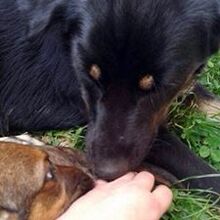 BLECKI, Hund, Mischlingshund in Bosnien und Herzegowina - Bild 2
