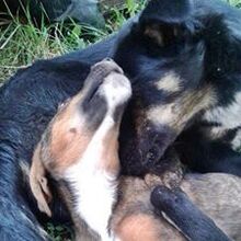 BLECKI, Hund, Mischlingshund in Bosnien und Herzegowina - Bild 3