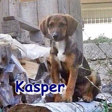 KASPER, Hund, Mischlingshund in Bulgarien - Bild 1