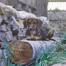 KASPER, Hund, Mischlingshund in Bulgarien - Bild 2