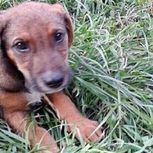 KASPER, Hund, Mischlingshund in Bulgarien - Bild 3
