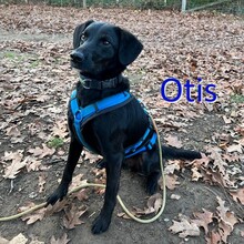 OTIS, Hund, Labrador Retriever in Dülmen - Bild 1