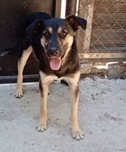EMMO, Hund, Mischlingshund in Bulgarien - Bild 1