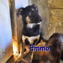 EMMO, Hund, Mischlingshund in Bulgarien - Bild 3