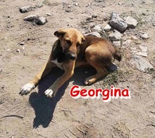 GEORGINA, Hund, Mischlingshund in Bulgarien - Bild 1