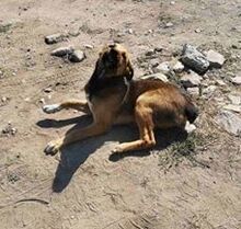 GEORGINA, Hund, Mischlingshund in Bulgarien - Bild 2