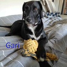 GARI, Hund, Mischlingshund in Hamburg - Bild 1