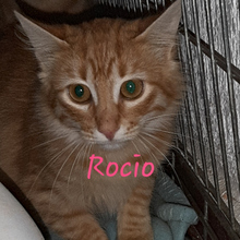 ROCIO, Katze, Semi-Langhaar in Spanien - Bild 1