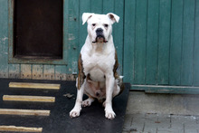 DEXTER, Hund, American Bulldog in Neuhausen - Bild 1