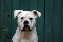 DEXTER, Hund, American Bulldog in Neuhausen - Bild 2