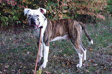 DEXTER, Hund, American Bulldog in Neuhausen - Bild 3