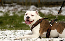 JACK, Hund, Pit Bull Terrier-Dogo Argentino-Mix in Neuhausen - Bild 3