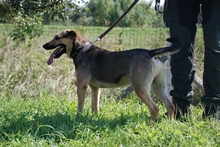 ARTUR2, Hund, Mischlingshund in Ungarn - Bild 3