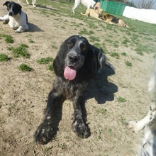 RHONDA, Hund, English Setter in Italien - Bild 2