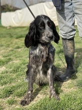RHONDA, Hund, English Setter in Italien - Bild 3