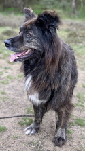 BAELA, Hund, Mischlingshund in Ahaus - Bild 11