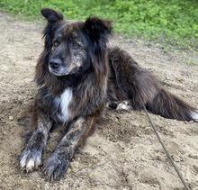 BAELA, Hund, Mischlingshund in Ahaus - Bild 12