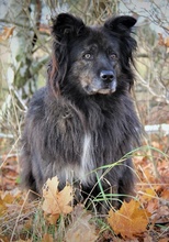 BAELA, Hund, Mischlingshund in Ahaus - Bild 19