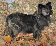 BAELA, Hund, Mischlingshund in Ahaus - Bild 20