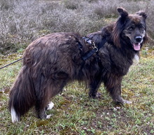 BAELA, Hund, Mischlingshund in Ahaus - Bild 4