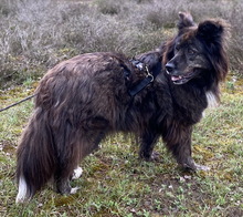 BAELA, Hund, Mischlingshund in Ahaus - Bild 5