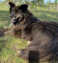 BAELA, Hund, Mischlingshund in Ahaus - Bild 9