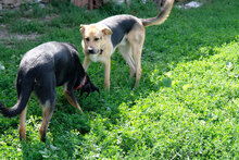 VITO, Hund, Deutscher Schäferhund-Mix in Bulgarien - Bild 3