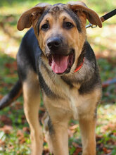 VITO, Hund, Deutscher Schäferhund-Mix in Bulgarien - Bild 4