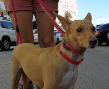 HOLLY, Hund, Podenco-Mix in Spanien - Bild 5