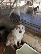 DASY, Hund, Mischlingshund in Italien - Bild 1