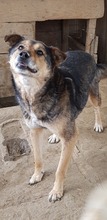 BUDDY, Hund, Mischlingshund in Rumänien - Bild 1